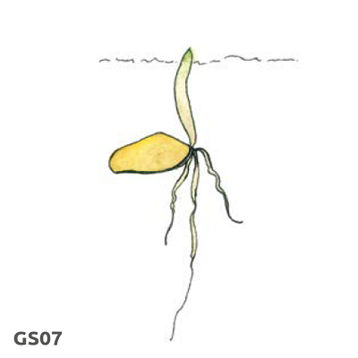 Illustration of cereal growth stage 7